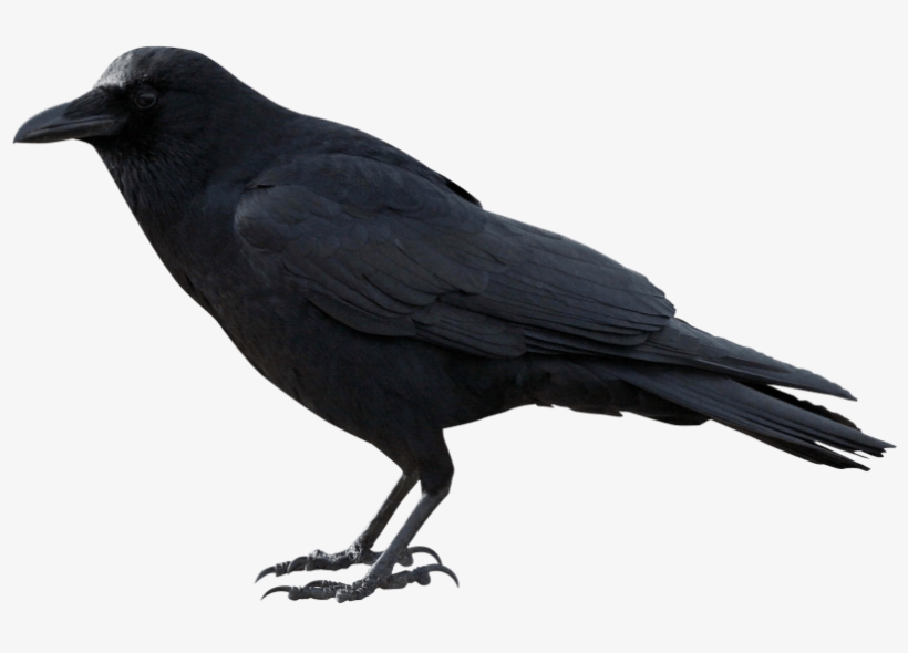 Free Png Crow Png Images Transparent - Crow Png, transparent png #38226