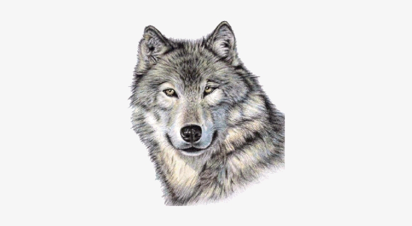 Cute Wolf Face Png Image - Wolf Face Drawing Colored, transparent png #38542