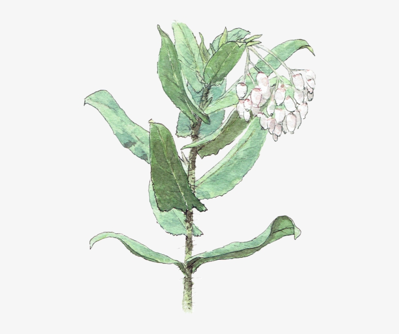 Illustrate Any Plant In A Realistic Watercolor Style - Arctostaphylos Andersonii, transparent png #38623