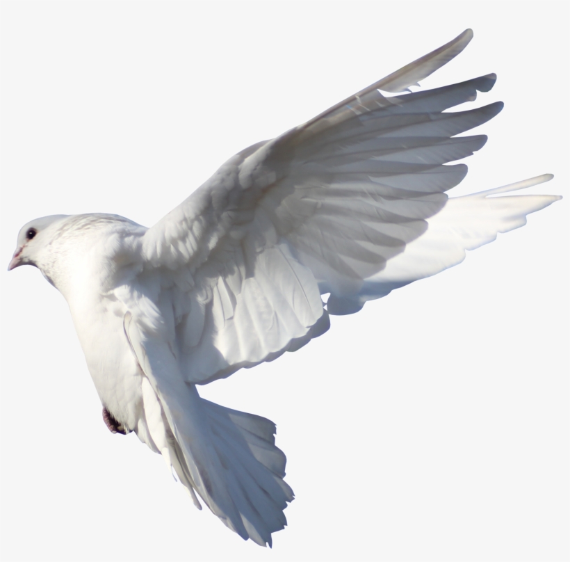 Vector Freeuse Stock Rock Columbidae Bird Flight Pigeon - Pigeon Fly Hd Png, transparent png #38648