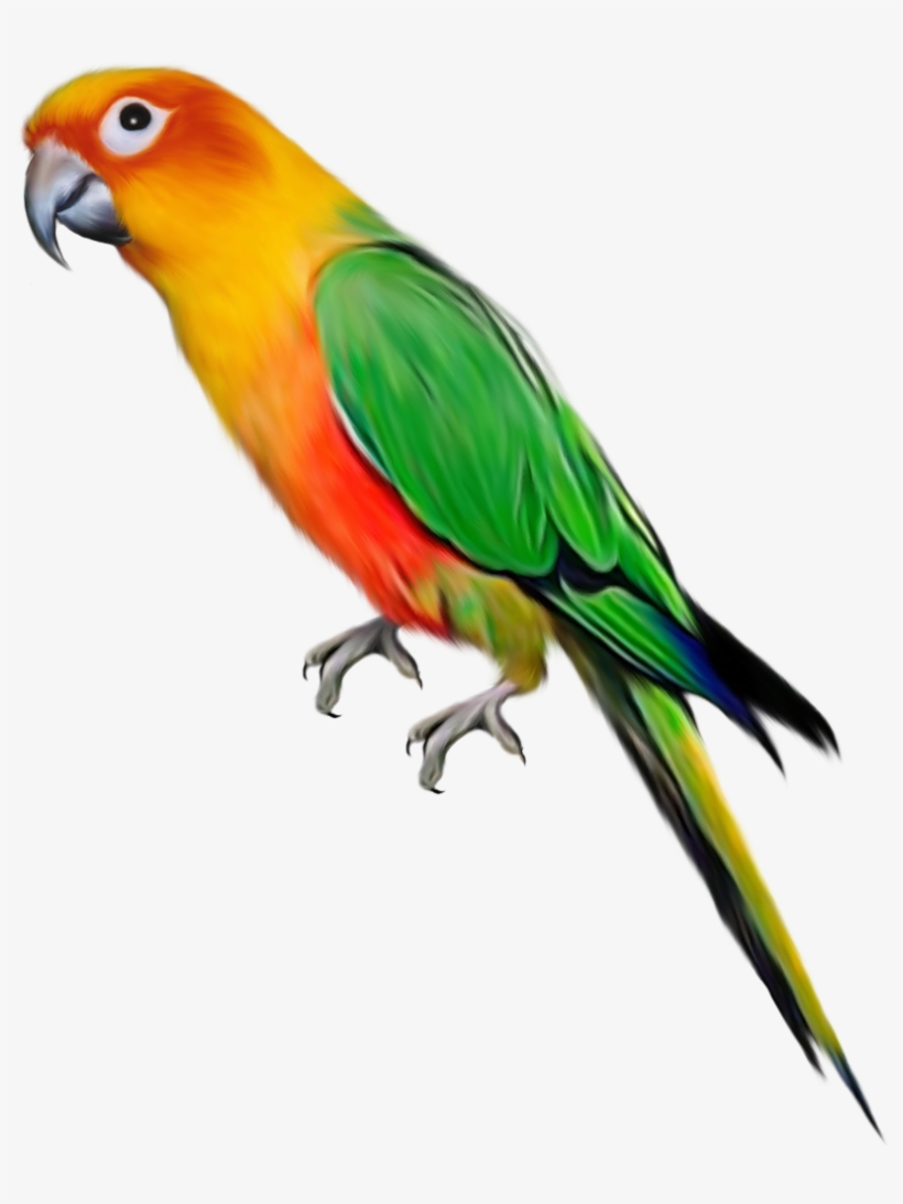Parrot Transparent, transparent png #38695