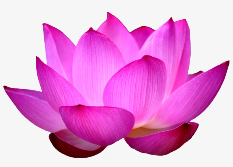 Blue Lotus Png - Lotus Flower Images Png, transparent png #38739