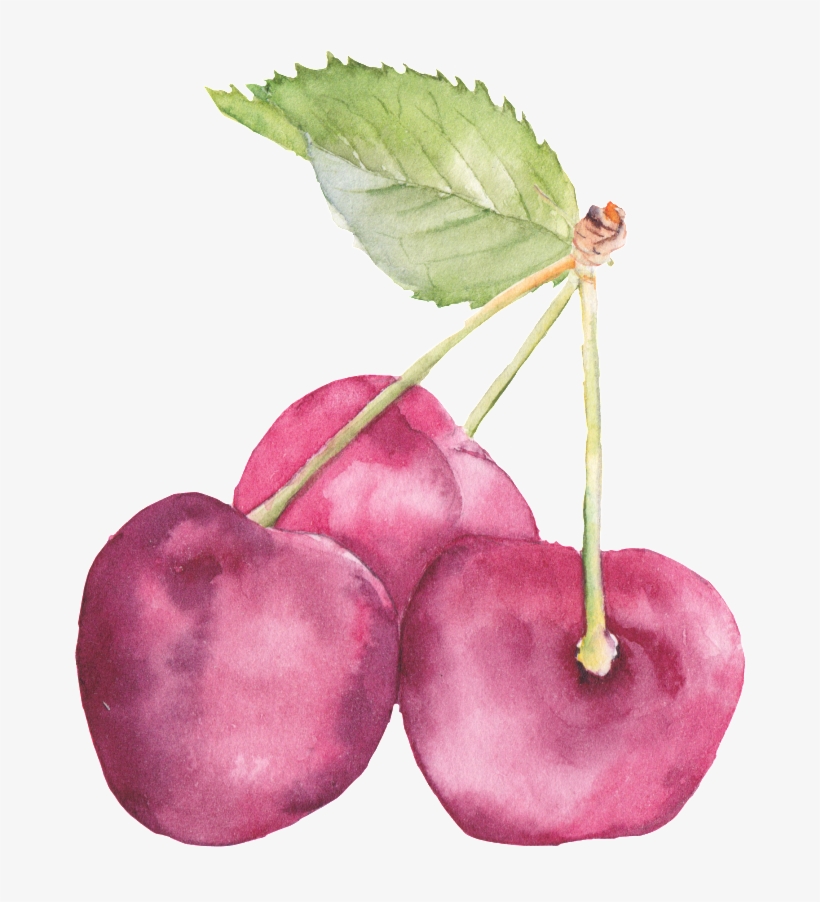 Hand-painted Realistic Three Cherry Decoratives - 水墨畫 水果, transparent png #39055