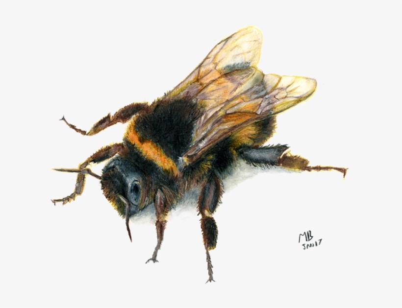 Bee, Watercolour Pencil Drawing - Drawings Of Bees Transparent, transparent png #39122