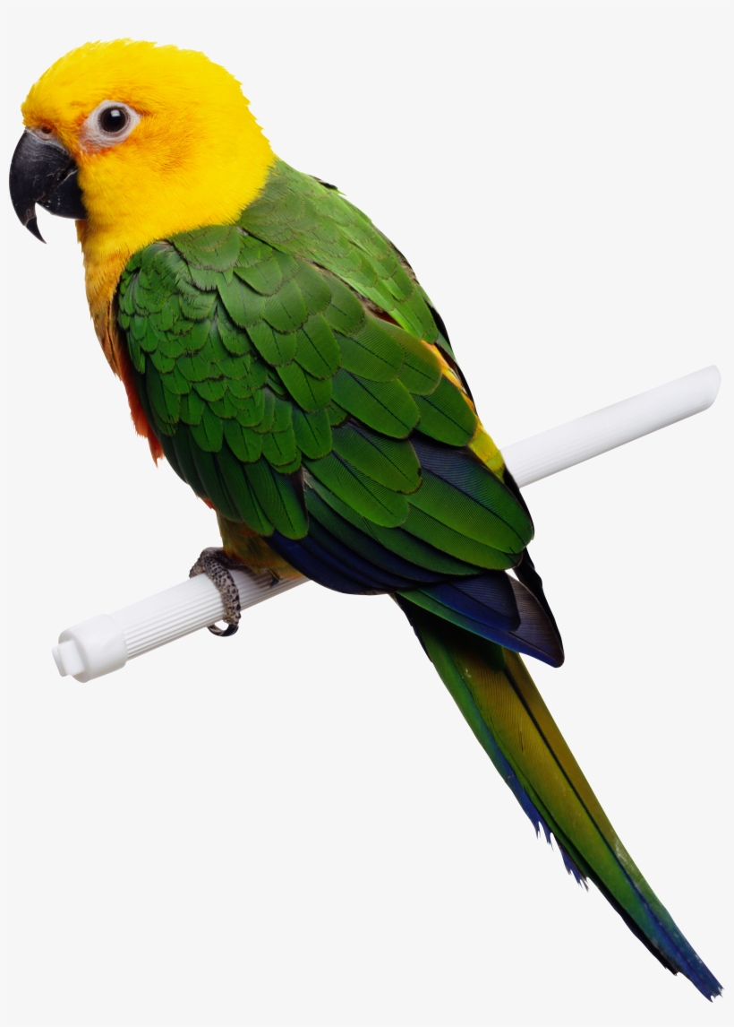 Green-yellow Parrot Png Images, Free Download - Parrot Png, transparent png #39253