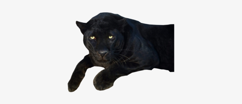 Panther Png Transparent Images - Black Panther Animal Png, transparent png #39490