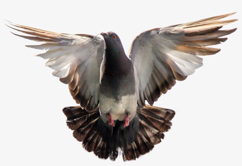 Dove Png Transparent Background Download - Pigeon Png, transparent png #39655