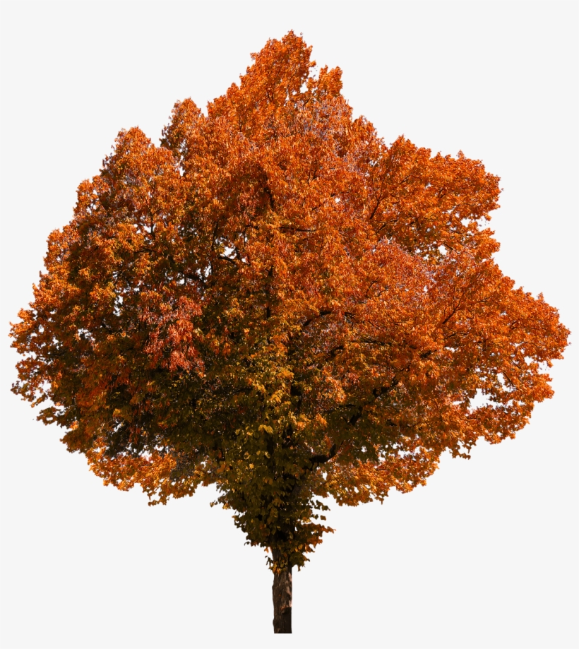 Deciduous Tree Png Clip Transparent Stock - Autumn Tree Transparent Background, transparent png #39726