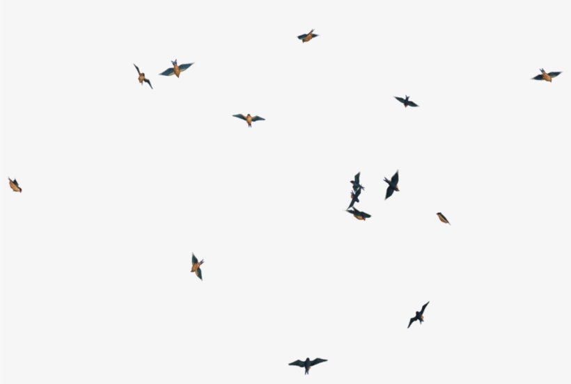 Flying Bird Png Image - Flying Birds Transpareng Png, transparent png #39899