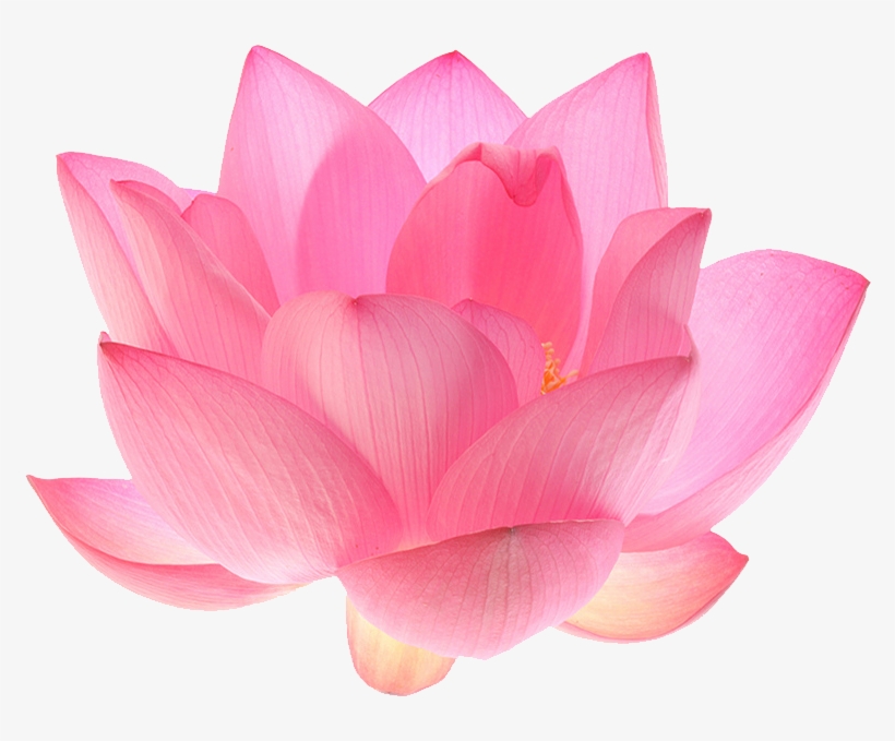 Lotus Flower Transparent - Lotus Flower Transparent Background, transparent png #39995