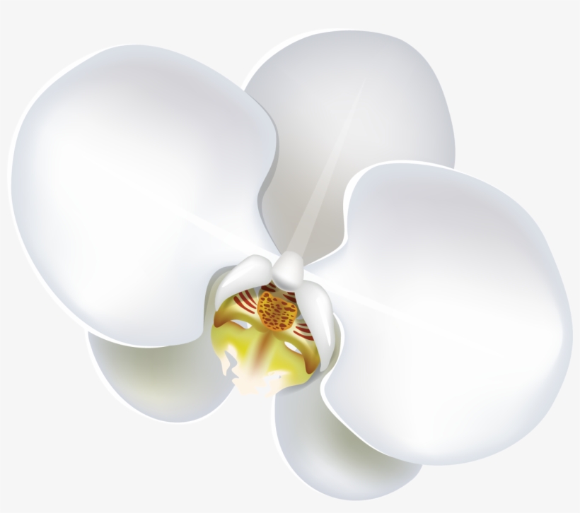 Orchid - Flower, transparent png #300337