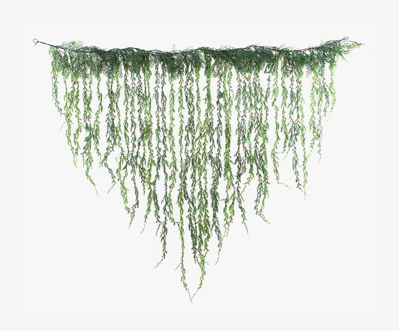 Jungle Vines Hanging, transparent png #300510