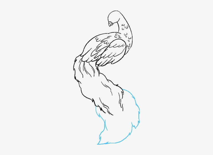 How To Draw Peacock - Drawing, transparent png #300557