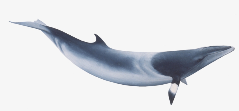 Download - Minke Whale Png, transparent png #300732