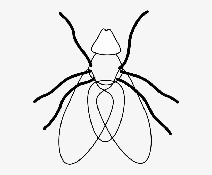 Fly Line Drawing At Getdrawings - Clipart Fly And White, transparent png #300837