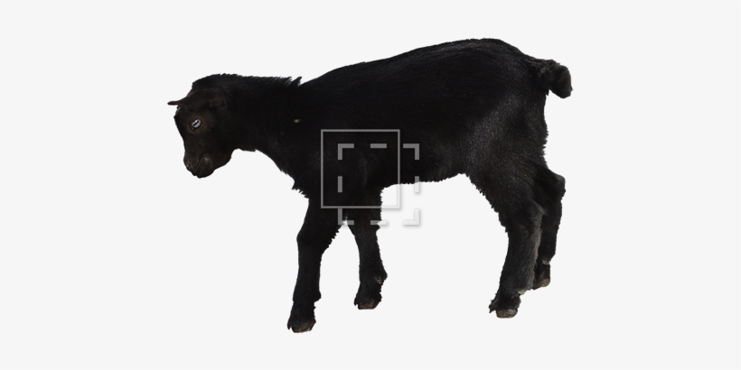 Parent Category - Black Goat Baby, transparent png #301280