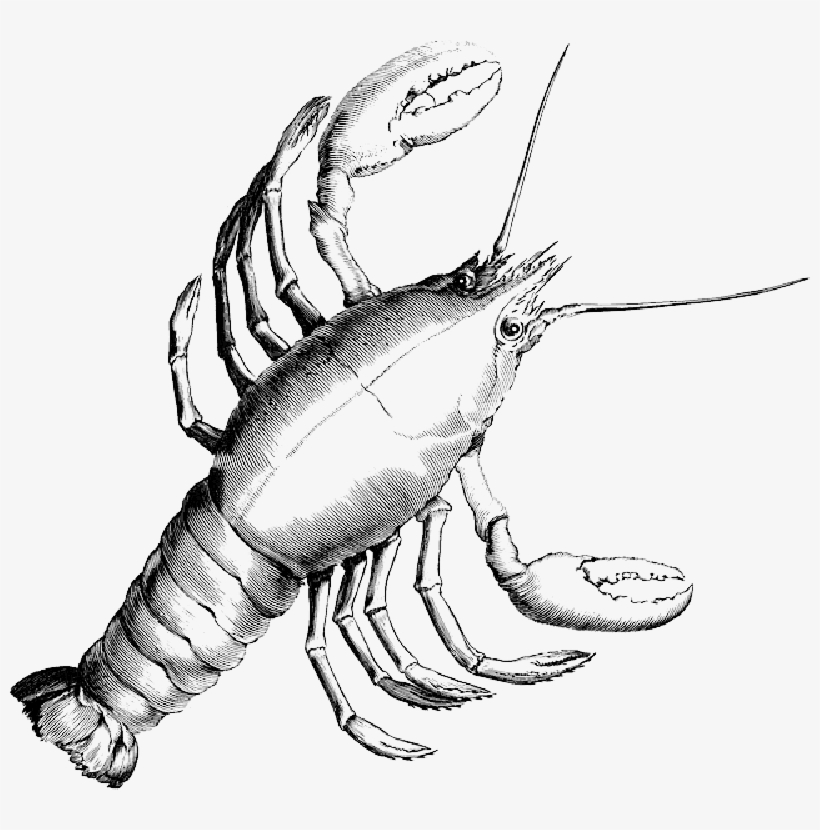 Clipart Library Library Lobster Crab Crustacean Shrimp - Draw Black And White Lobster, transparent png #302603