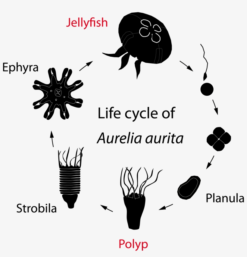 Aurelia Jellyfish Life Cycle, transparent png #302749