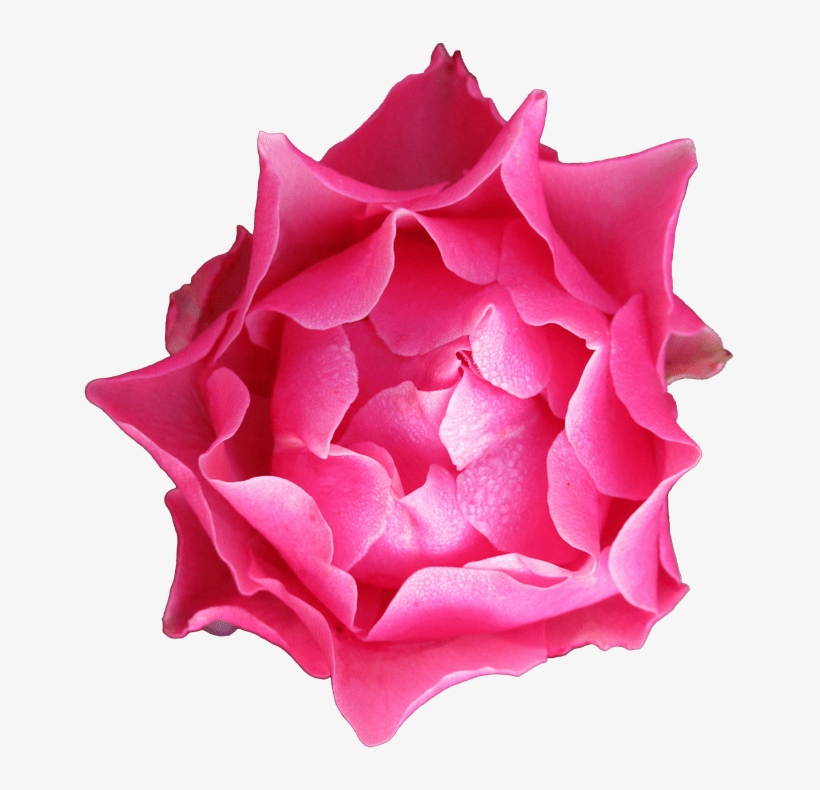 Autumn, Rose, Petals Free Image On Pixabay - Stock.xchng, transparent png #302802