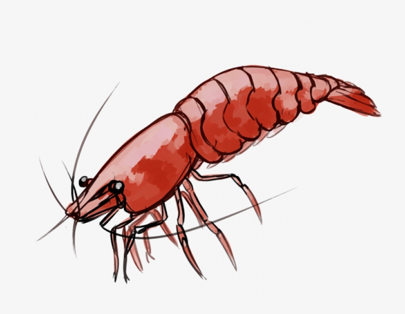 Shrimp - Neocaridina, transparent png #302822
