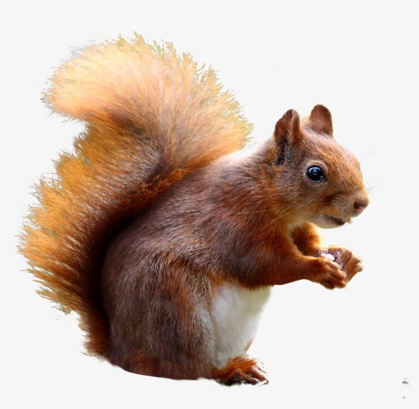 Squirrel Cute Png Image, transparent png #302824