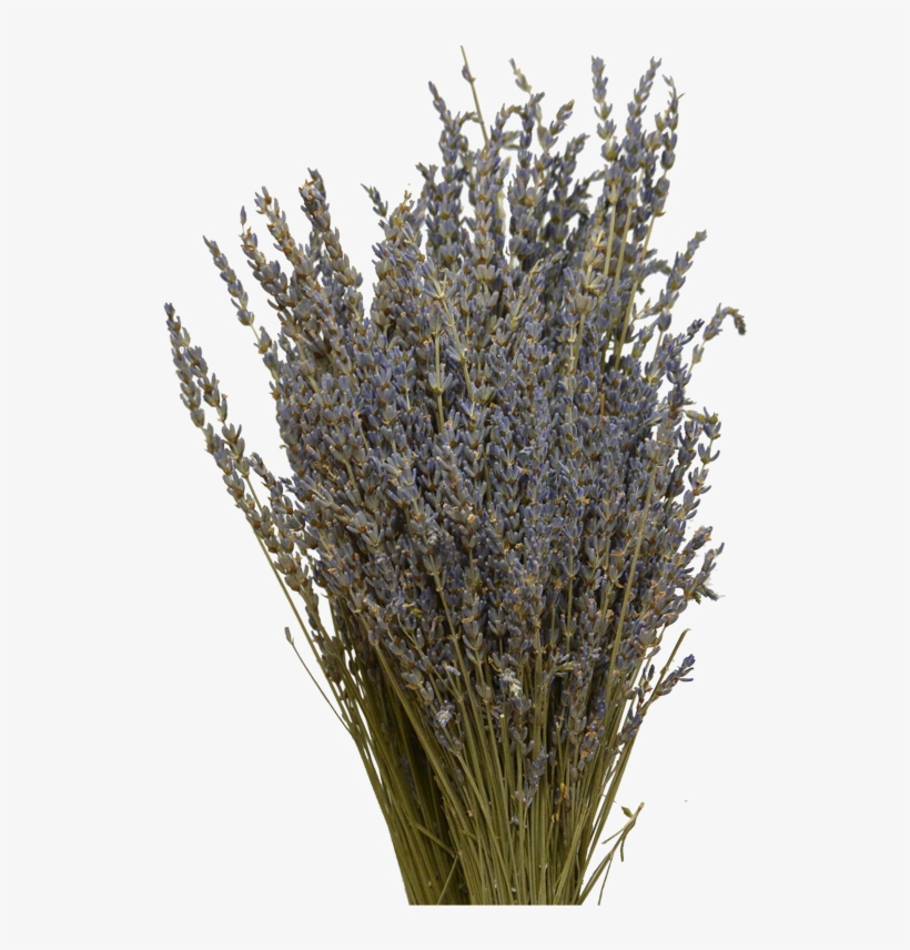 Lavender Lavender - Grass, transparent png #303088