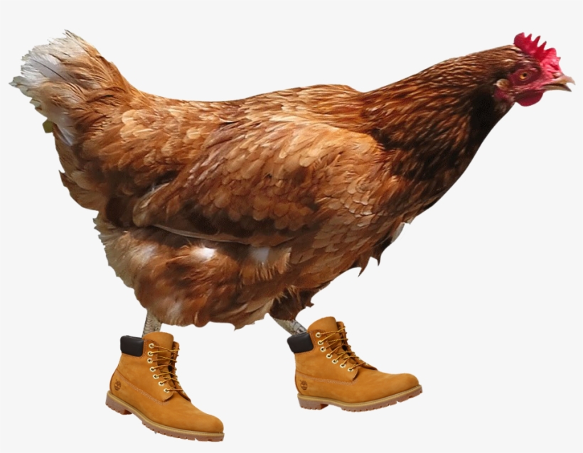 Chicken Transparent Background, transparent png #303253