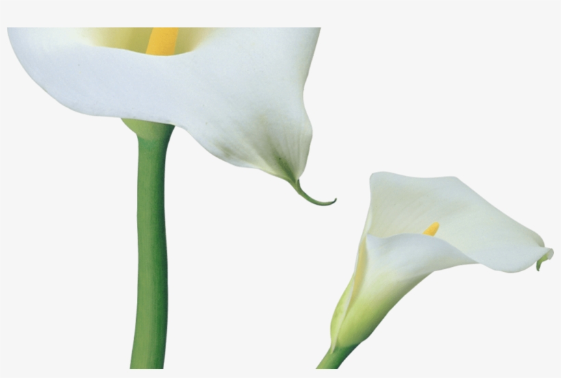 Transparent Calla Lilies Flowers Png Clipart Gallery - Clip Art, transparent png #303354