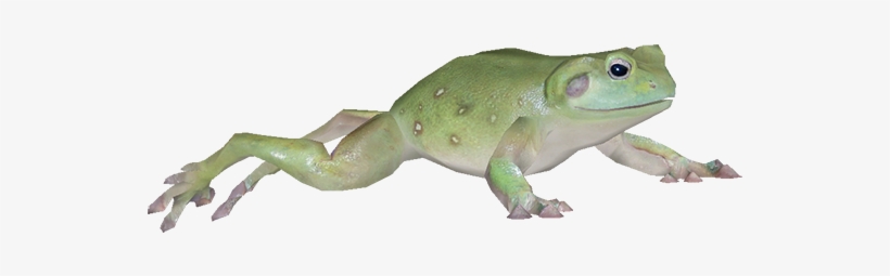 Frog - Australian Green Tree Frog, transparent png #304127