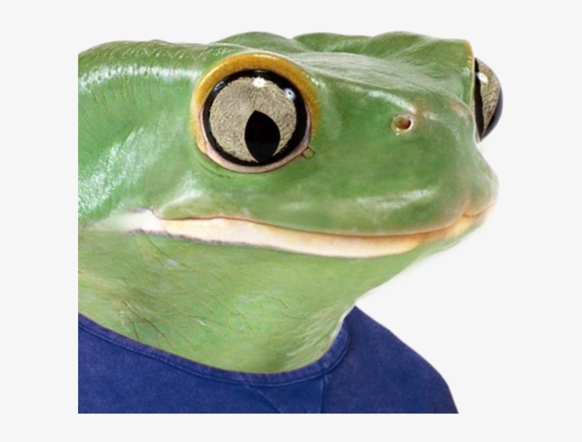 Politically Incorrect » Thread - Real Life Pepe The Frog, transparent png #304209