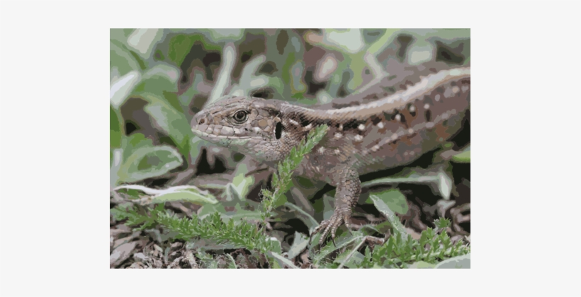 Sand Lizard Common Iguanas Reptile Dragon Lizards - Sand Lizard, transparent png #304788