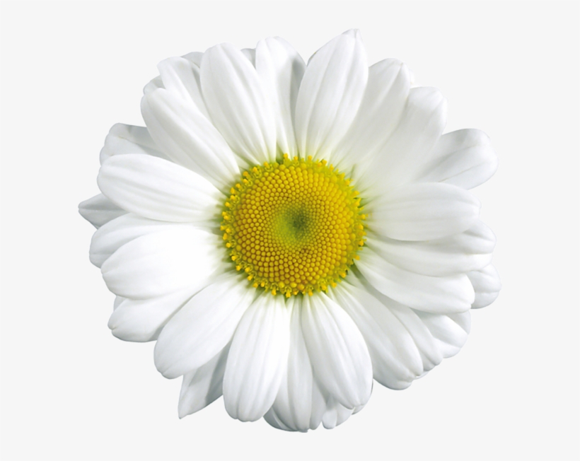 White Camomile Flower - Daisy Clipart, transparent png #305125