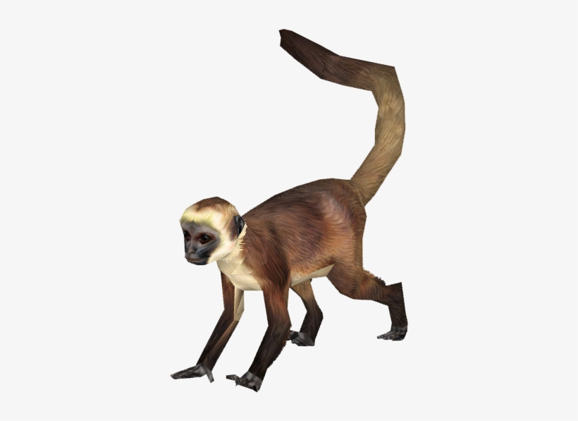 Spider Monkey Png Png Freeuse Stock - Spider Monkey Png, transparent png #305438