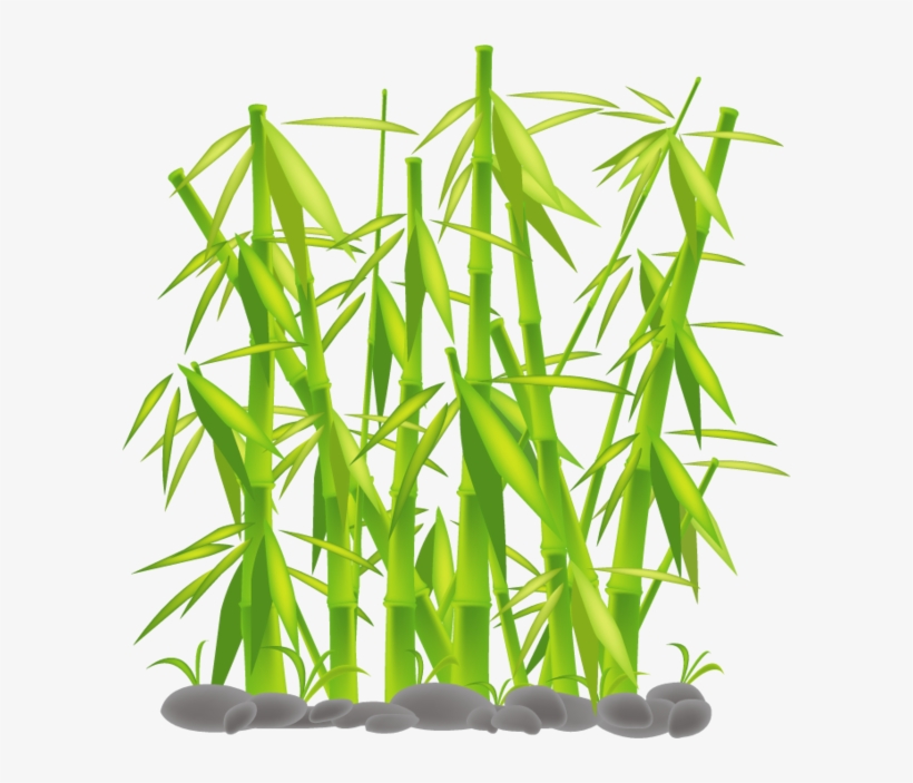 Bamboo - Sedge Family, transparent png #305462