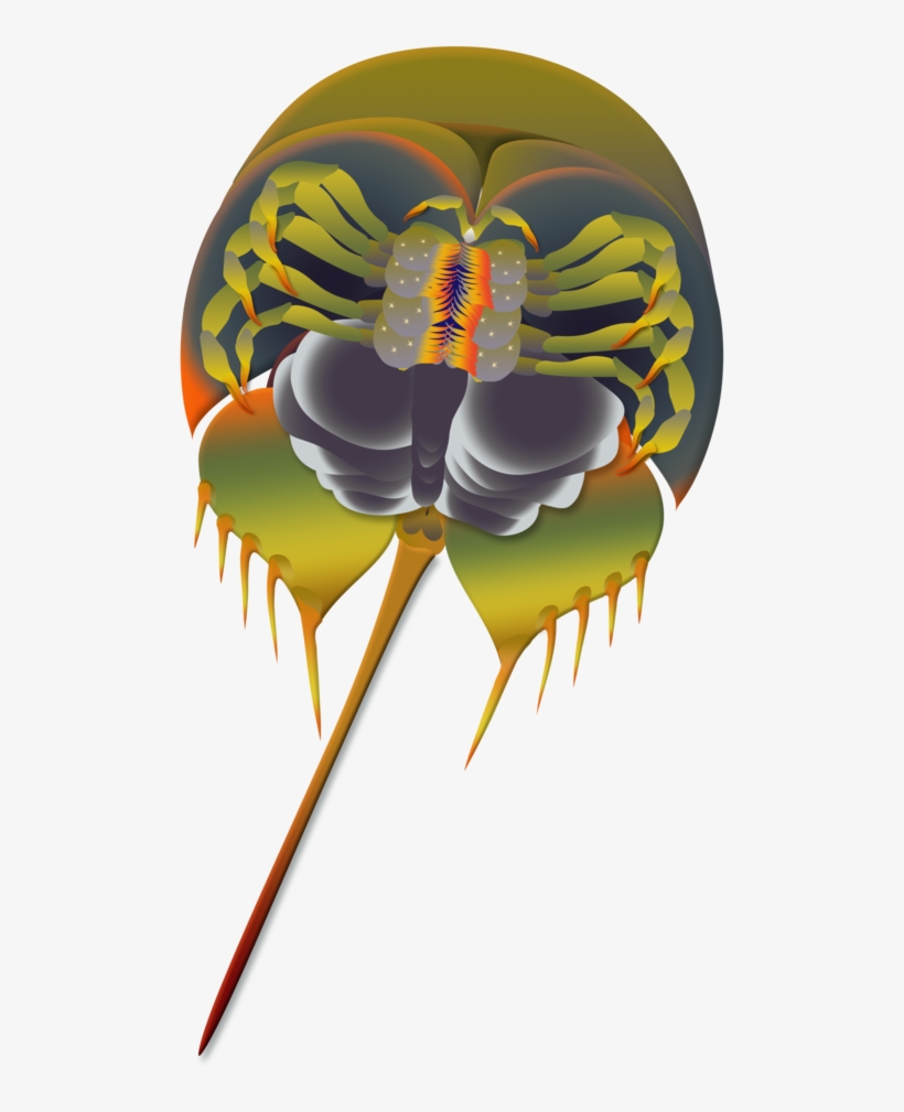 Horseshoe Crab Flattened, transparent png #305594