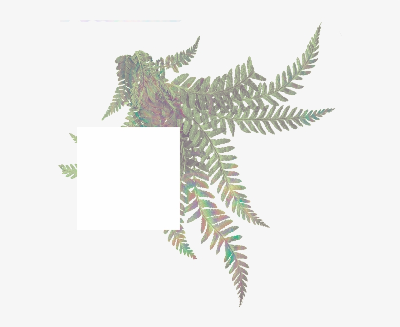 Sitka Spruce, transparent png #305617