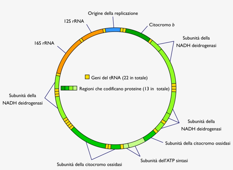 Mitochondrial Dna It - Dna Mitocondriale Umano Geni, transparent png #306626