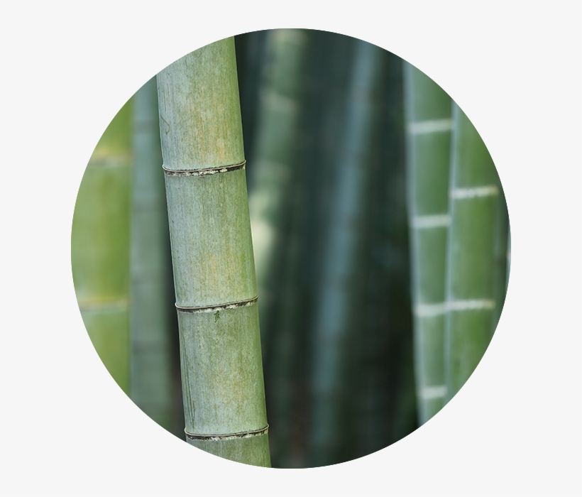 Bg Circles@2x Bamboo - Bamboo In Virginia, transparent png #307237