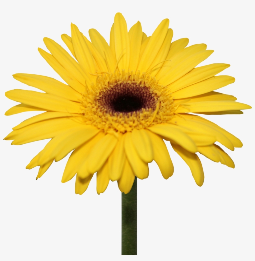 Clipart Freeuse Library Oranges Clipart Gerber Daisy - Yellow Gerbera Daisy Png, transparent png #307623