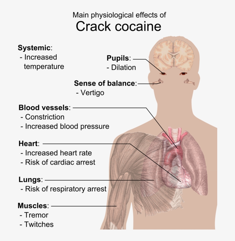 Physiological Effects Of Crack Cocaine - Effects Of Crack Cocaine, transparent png #308251