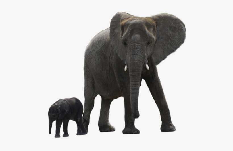 Download - Elephant Transparent, transparent png #308412