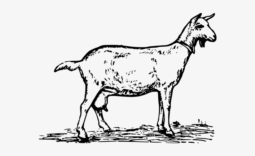 Goat 1 Clipart Png, transparent png #308434