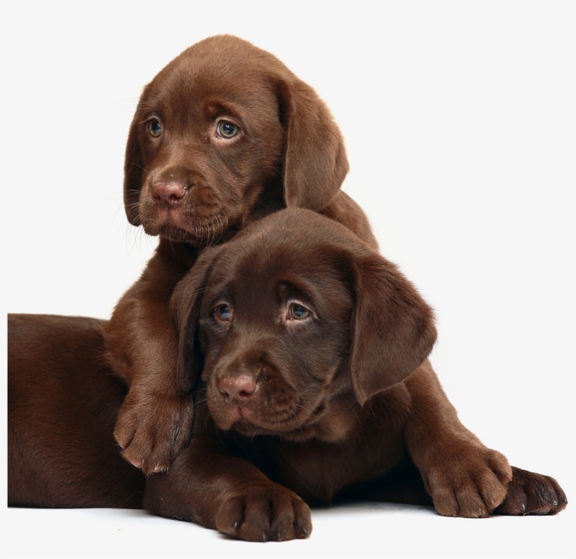 Image Royalty Free Library Annapolis Md Veterinarians - Scottish Fold And Dog, transparent png #308581