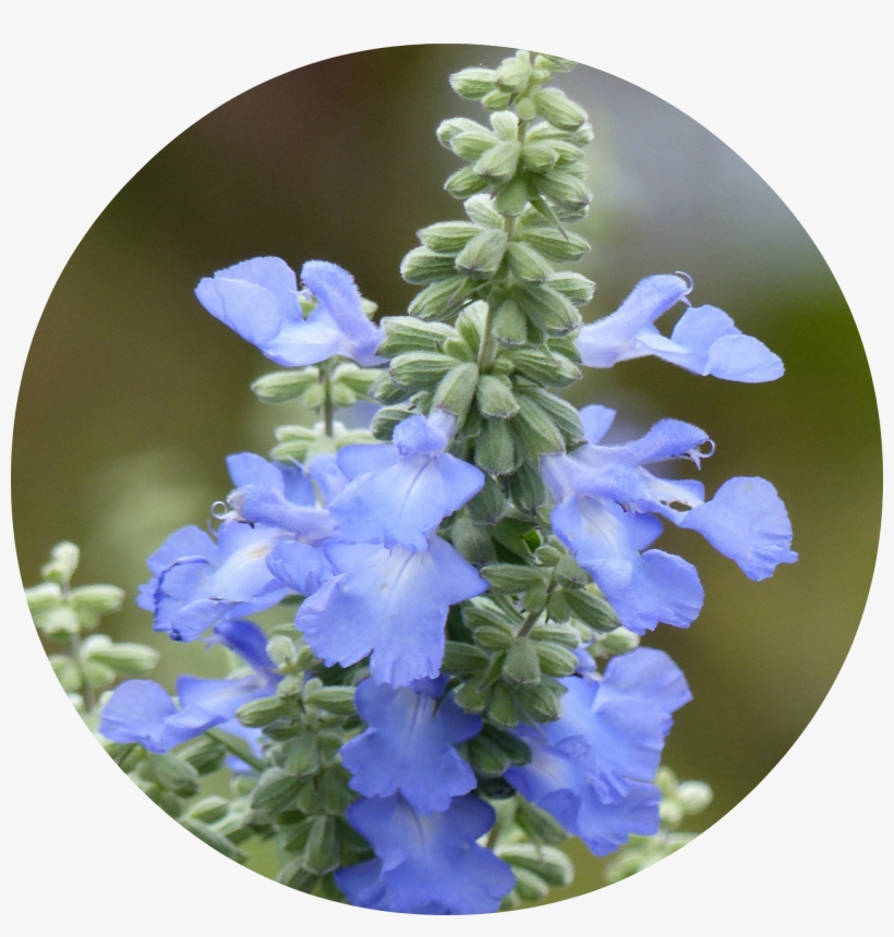 Monkshood Drawing Blue Png Black And White Stock - Azure Blue Sage, transparent png #308799