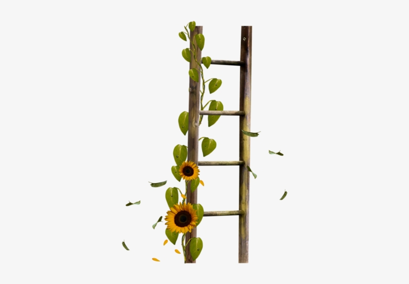 Sunflower Ladder - Echelle Png, transparent png #309198