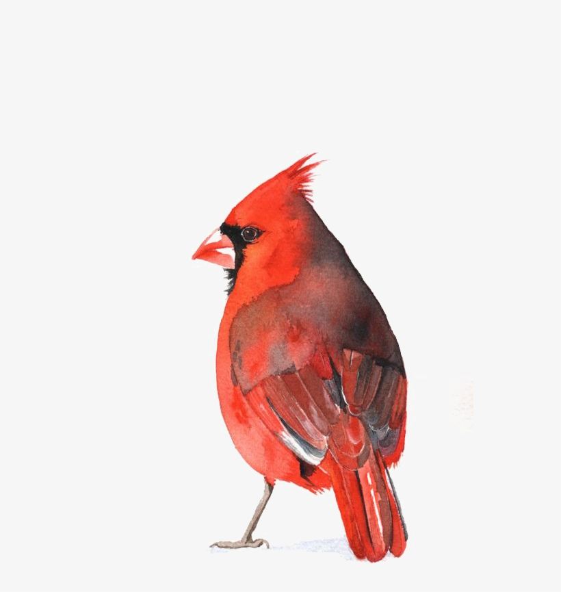 Cardinal Bird Png - Watercolour Cardinal, transparent png #309691