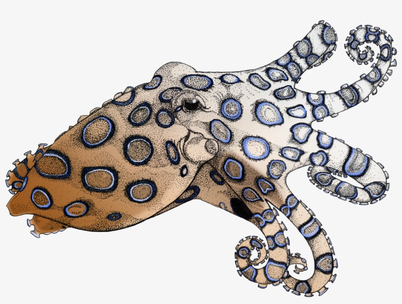 Black And White Stock Blue Ringed Octopus - Blue Ringed Octopus Illustration, transparent png #309853