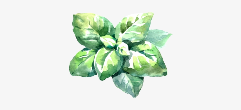 Basil - Basil Leaf Watercolor, transparent png #309915