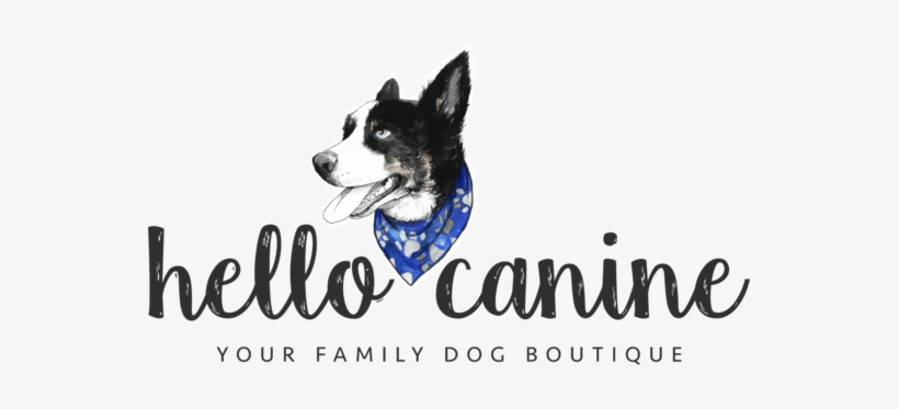 Border Collie, transparent png #309979