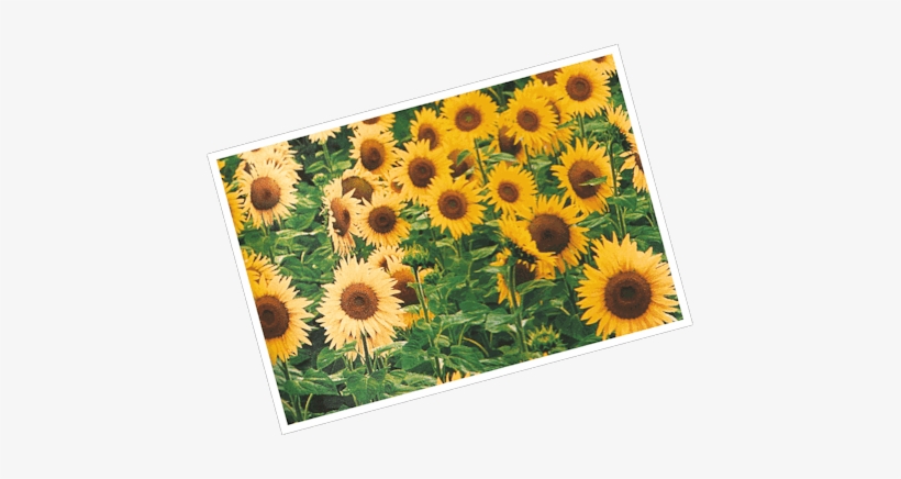 Sunflower Sparkle Inspiration - Sunflower, transparent png #3000492